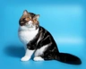 Exótico de pelo corto Cats Raza | Datos, Aspectos destacados y Consejos de compra | MundoAnimalia