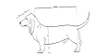 Basset Artésien-Normand Dogs Raza - Características, Fotos & Precio | MundoAnimalia