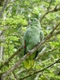 Pyrura hnědoocasý pacifický Birds Informace - velikost, povaha, délka života & cena | iFauna