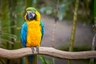 Ara ararauna Birds Informace - velikost, povaha, délka života & cena | iFauna