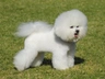 Bichon Frise Dogs Breed | Facts, Information and Advice | Pets4Homes