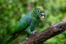 Amazoňan oranžovokřídlý Birds Informace - velikost, povaha, délka života & cena | iFauna