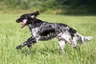 Gran Münsterlander Dogs Raza | Datos, Aspectos destacados y Consejos de compra | MundoAnimalia