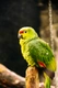 Amazoňan ekvádorský Birds Informace - velikost, povaha, délka života & cena | iFauna