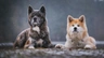 Akita Inu Dogs Raza - Características, Fotos & Precio | MundoAnimalia