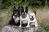 Bouledogue francese Dogs Razza - Prezzo, Temperamento & Foto | AnnunciAnimali
