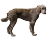 Weimarse Staande Hond langhaar Dogs Ras: Karakter, Levensduur & Prijs | Puppyplaats