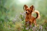 Pequeño Perro Ruso Dogs Raza - Características, Fotos & Precio | MundoAnimalia
