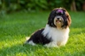 Havanese Dogs Breed | Facts, Information and Advice | Pets4Homes