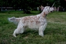 Anglický setr Dogs Informace - velikost, povaha, délka života & cena | iFauna
