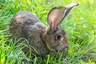 British Giant Rabbits Breed - Information, Temperament, Size & Price | Pets4Homes