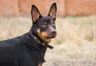 Australská kelpie Dogs Informace - velikost, povaha, délka života & cena | iFauna