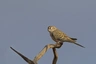 Neoféma bourek Birds Informace - velikost, povaha, délka života & cena | iFauna