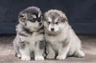 Alaskan Malamute Dogs Raza - Características, Fotos & Precio | MundoAnimalia