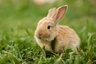 Sussex Rabbits Breed - Information, Temperament, Size & Price | Pets4Homes