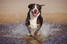 Velký švýcarský salašnický pes Dogs Informace - velikost, povaha, délka života & cena | iFauna