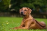 Rhodesian Ridgeback Dogs Breed - Information, Temperament, Size & Price | Pets4Homes