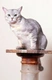 Burmilla Cats Breed | Facts, Information and Advice | Pets4Homes
