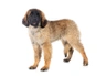 Leonberger Dogs Ras: Karakter, Levensduur & Prijs | Puppyplaats