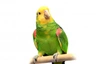 Amazoňan velký Birds Informace - velikost, povaha, délka života & cena | iFauna