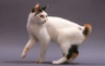 Japanese Bobtail Cats Breed | Facts, Information and Advice | Pets4Homes