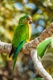 Aratinga zlatočelý Birds Plemeno / Druh: Povaha, Délka života & Cena | iFauna