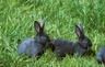 Vienna Rabbits Breed - Information, Temperament, Size & Price | Pets4Homes