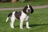 Engelse Springer Spaniel Dogs Ras: Karakter, Levensduur & Prijs | Puppyplaats