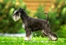 Miniature Schnauzer Dogs Breed | Facts, Information and Advice | Pets4Homes