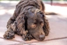 Americký vodní španěl Dogs Informace - velikost, povaha, délka života & cena | iFauna