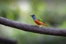 Amada modrolící Birds Plemeno / Druh: Povaha, Délka života & Cena | iFauna