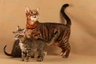 Toyger Cats Breed | Facts, Information and Advice | Pets4Homes