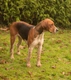 Foxhound Dogs Breed | Facts, Information and Advice | Pets4Homes