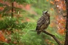 Výr velký Birds Informace - velikost, povaha, délka života & cena | iFauna