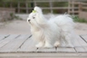Maltese Dogs Breed | Facts, Information and Advice | Pets4Homes