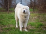 Maremmansko-abruzský pastevecký pes Dogs Informace - velikost, povaha, délka života & cena | iFauna