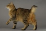 Pixie Bob Cats Breed - Information, Temperament, Size & Price | Pets4Homes