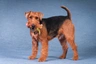 Welsh Terrier Dogs Breed - Information, Temperament, Size & Price | Pets4Homes