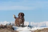 Německý křepelák Dogs Informace - velikost, povaha, délka života & cena | iFauna