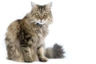 RagaMuffin Cats Breed - Information, Temperament, Size & Price | Pets4Homes
