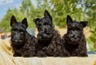 Scottish Terrier Dogs Breed - Information, Temperament, Size & Price | Pets4Homes