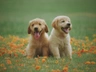 Golden Retriever Dogs Breed | Facts, Information and Advice | Pets4Homes