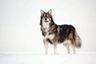 Utonagan Dogs Breed | Facts, Information and Advice | Pets4Homes
