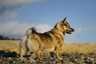 Västgötaspets (Vallhund) Ras | Feiten & Karekter | Puppyplaats