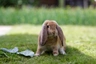 French Lop Rabbits Breed - Information, Temperament, Size & Price | Pets4Homes
