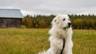 Pyrenejský horský pes Dogs Plemeno / Druh: Povaha, Délka života & Cena | iFauna