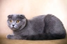 Scottish Fold Cats Breed | Facts, Information and Advice | Pets4Homes