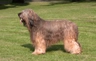 Briard Dogs Breed | Facts, Information and Advice | Pets4Homes