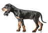Coonhound Dogs Breed | Facts, Information and Advice | Pets4Homes