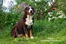 Boyero de Appenzell Dogs Raza - Características, Fotos & Precio | MundoAnimalia